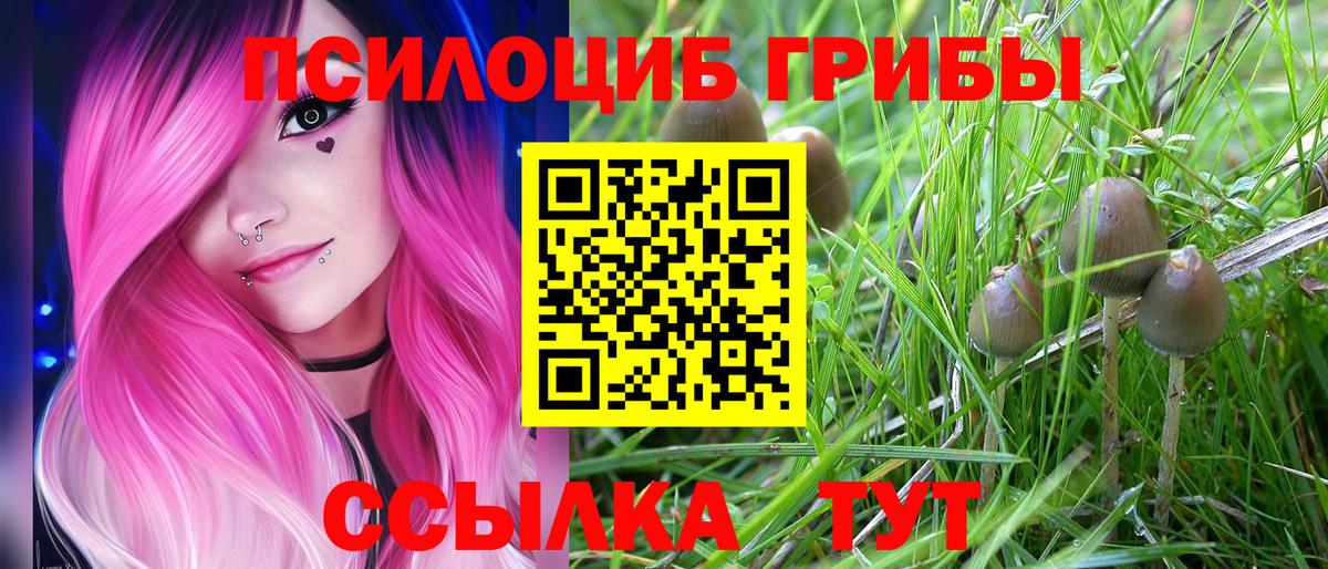 Псилоцибиновые грибы Psilocybe  Вход с VPN  Каменск-Шахтинский 